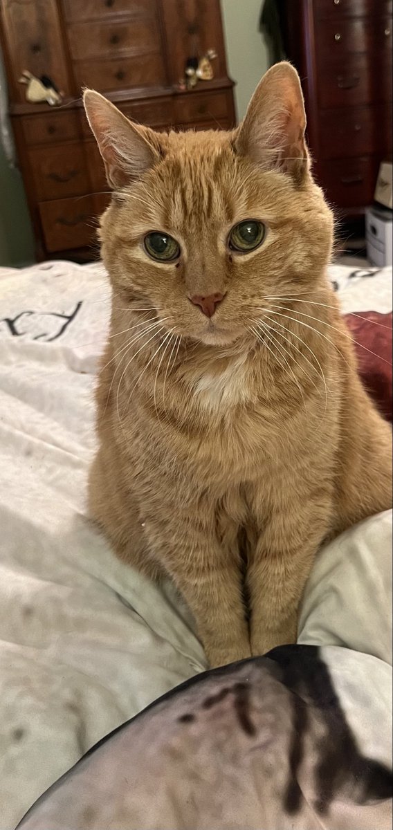 tinkertoy5's tweet image. Just having a think today. I wish humans didn’t worry about doing things perfectly. By not trying they miss out on so much. My advice. don’t be afraid of messing up.
#SuperSeniorCatsClub #catsoftwitter #dogsontwitter #BeKindAlways