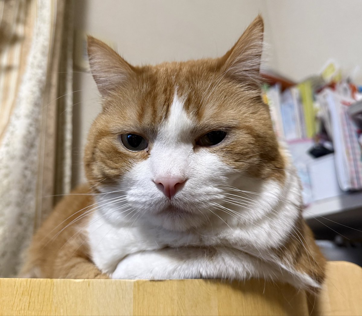 ビール猫🍺 tweet media