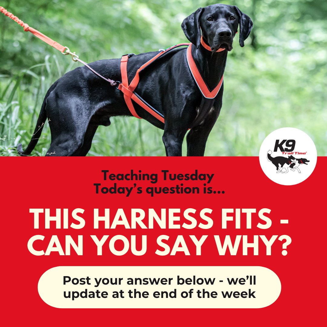 K9 Trail Time tweet media