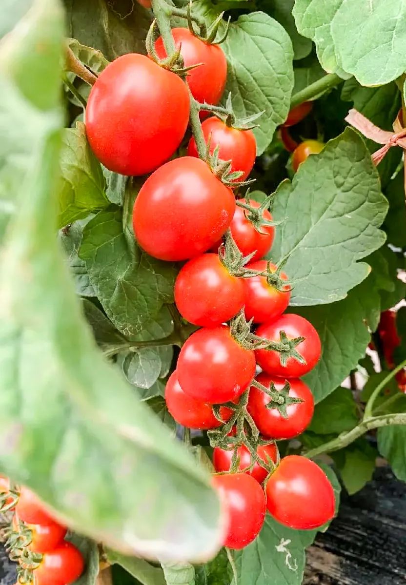 DonnaSonnier tweet media