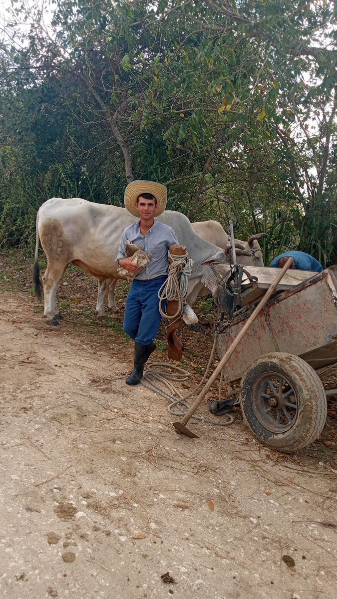 #AnapCuba 🇨🇺♥️
Cada finca una trinchera, cada campesino un soldado,cada herramienta un fusil,con bloqueo o sin bloqueo, seguiremos produciendo para el pueblo,buscando alternativas, venciendo obstáculos.
Cuba cuenta con sus campesinos ♥️🇨🇺
Cuba está firme 🇨🇺♥️
♥️🇨🇺♥️🇨🇺♥️🇨🇺🇨🇺♥️🇨🇺♥️