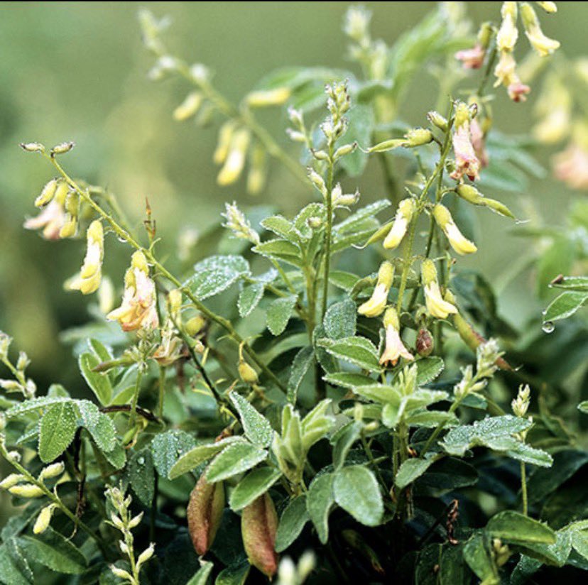 biflusanki's tweet photo. -Astragalus

Astragalus is widely used in traditional Chinese medicine to support lung and immune health. It may help strengthen the body’s defenses, reduce inflammation, and support recovery after respiratory issues. Usually consumed as tea, extract, or capsules. https://t.co/RK0RqVN4Vd