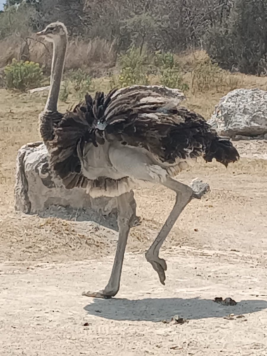 La definición exacta de armonía en movimiento. La naturaleza siempre encuentra la forma de ilustrar las palabras. (Foto: Felipe Sánchez)