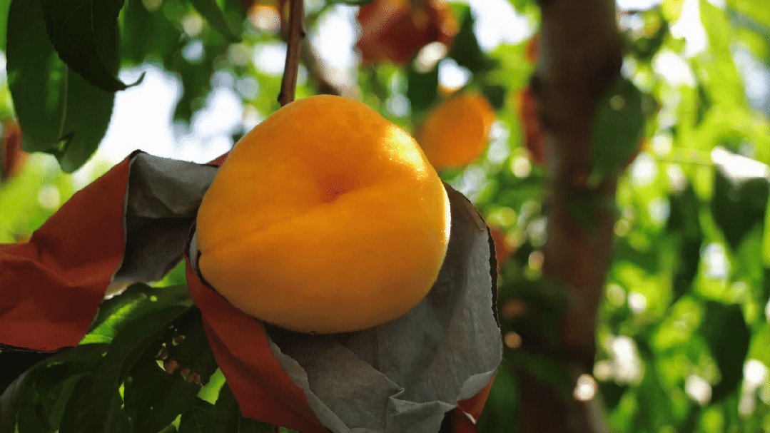 taylor kebodeaux tweet media