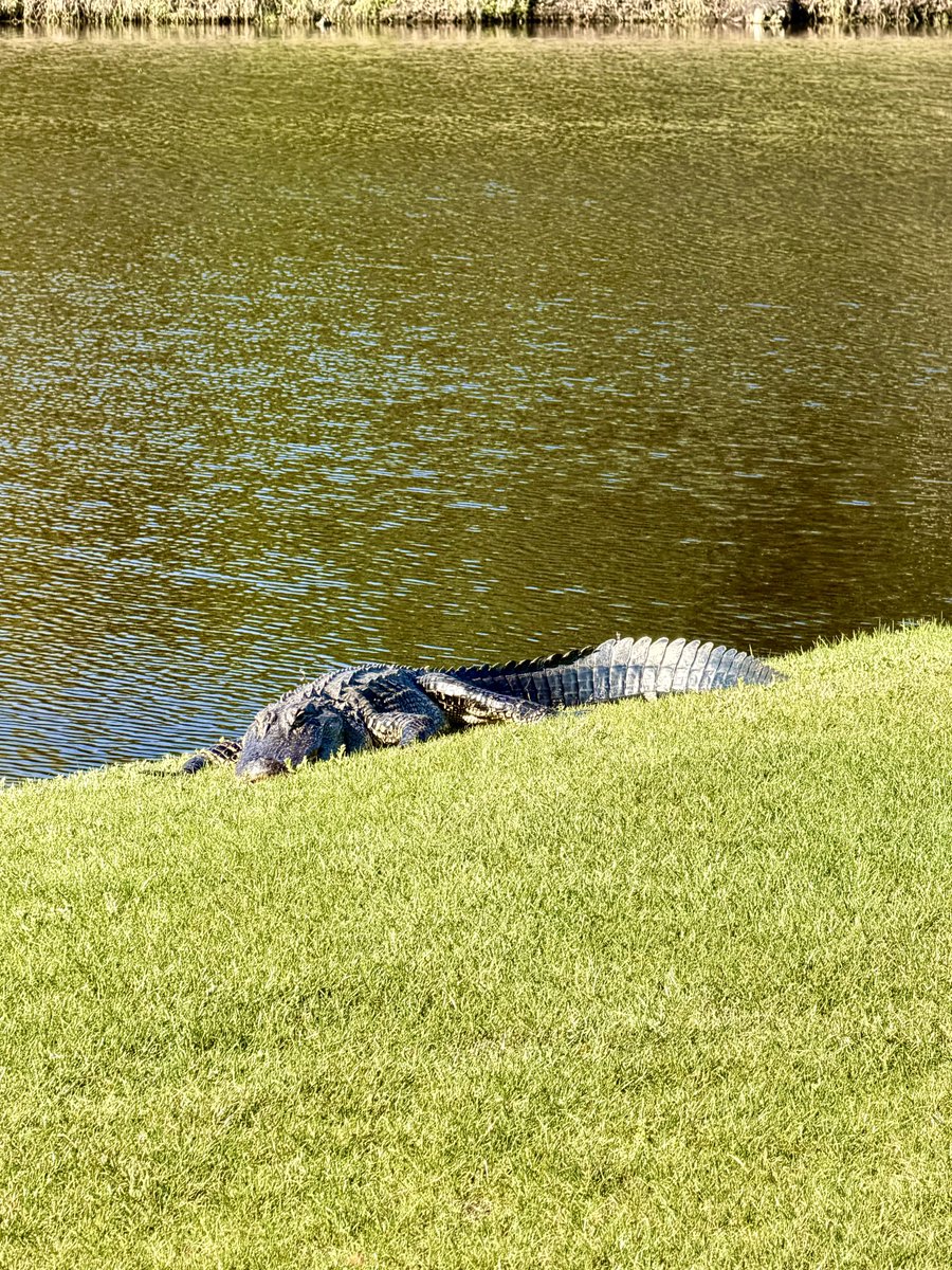 Emerson Lotzia, Jr. tweet media