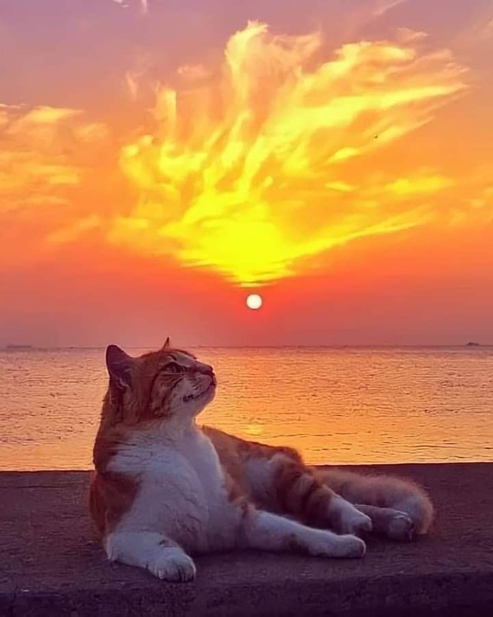 2White_jets tweet media