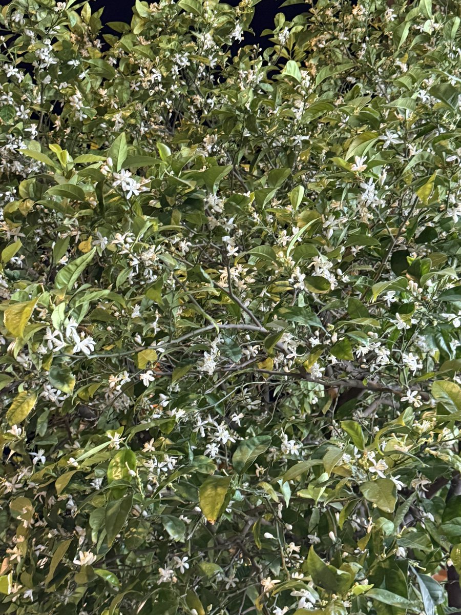 Arco del Postigo tweet media