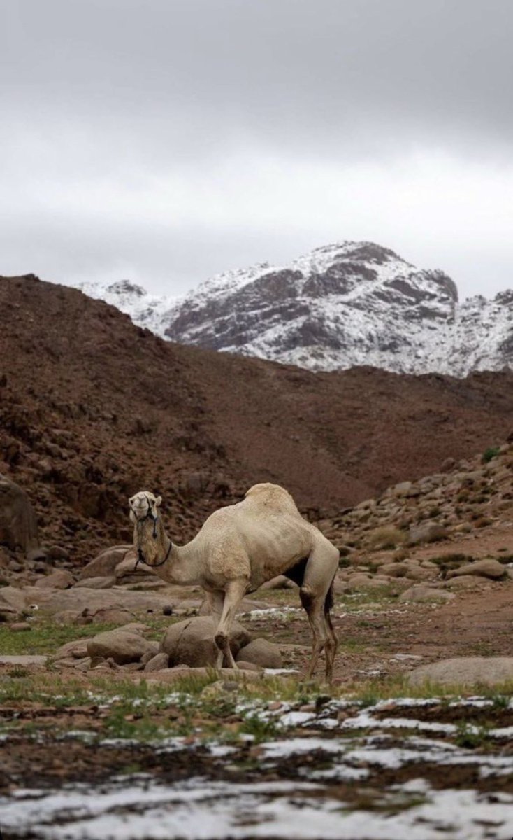 د. عبدالله السويلم tweet media