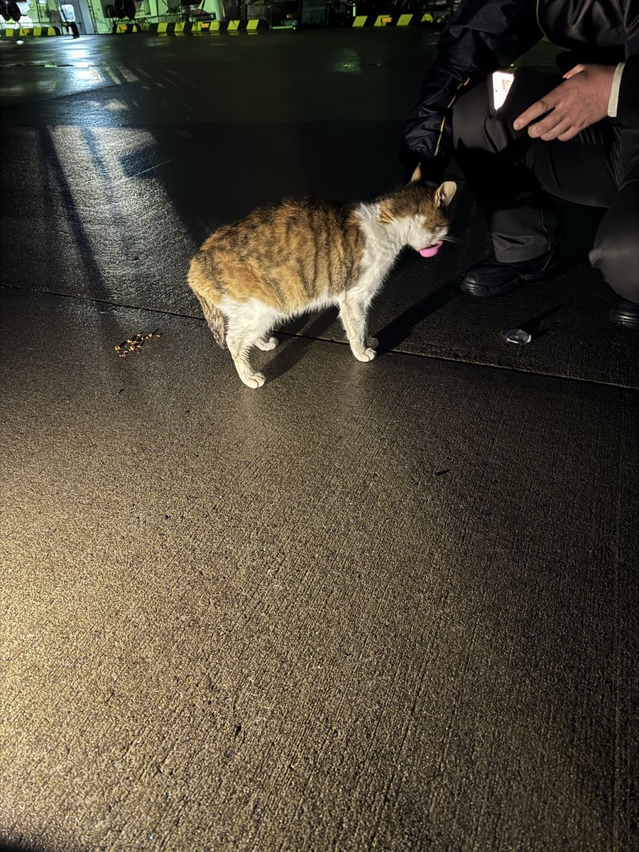 akiraHBK☄️🐱 tweet media