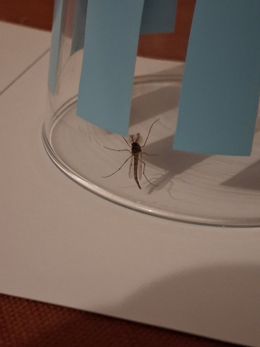 Monkey Buckles tweet media