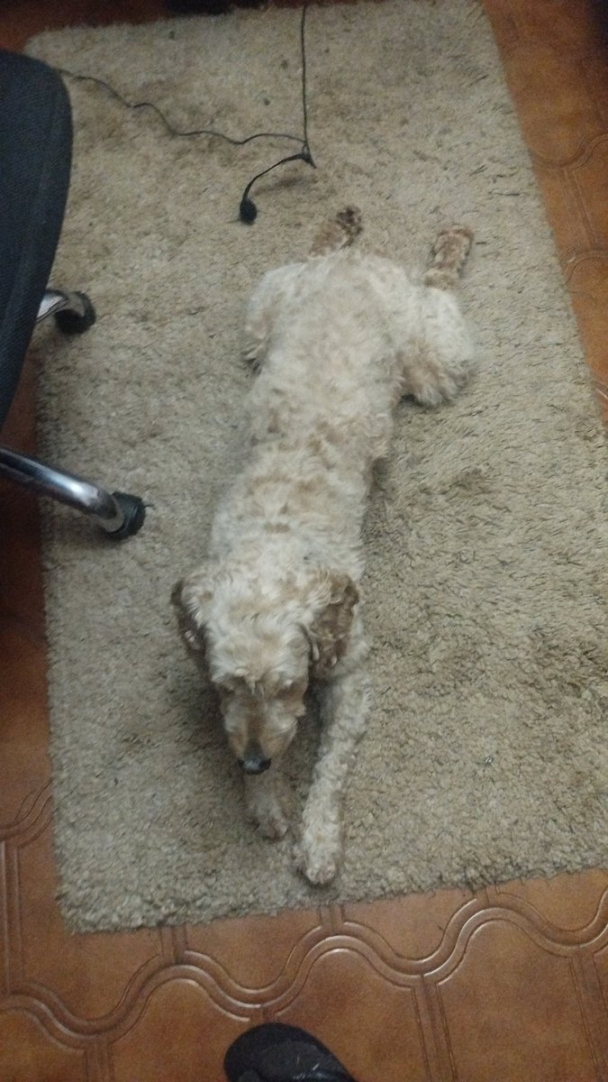 jai (•ᴗ•,, ) tweet media