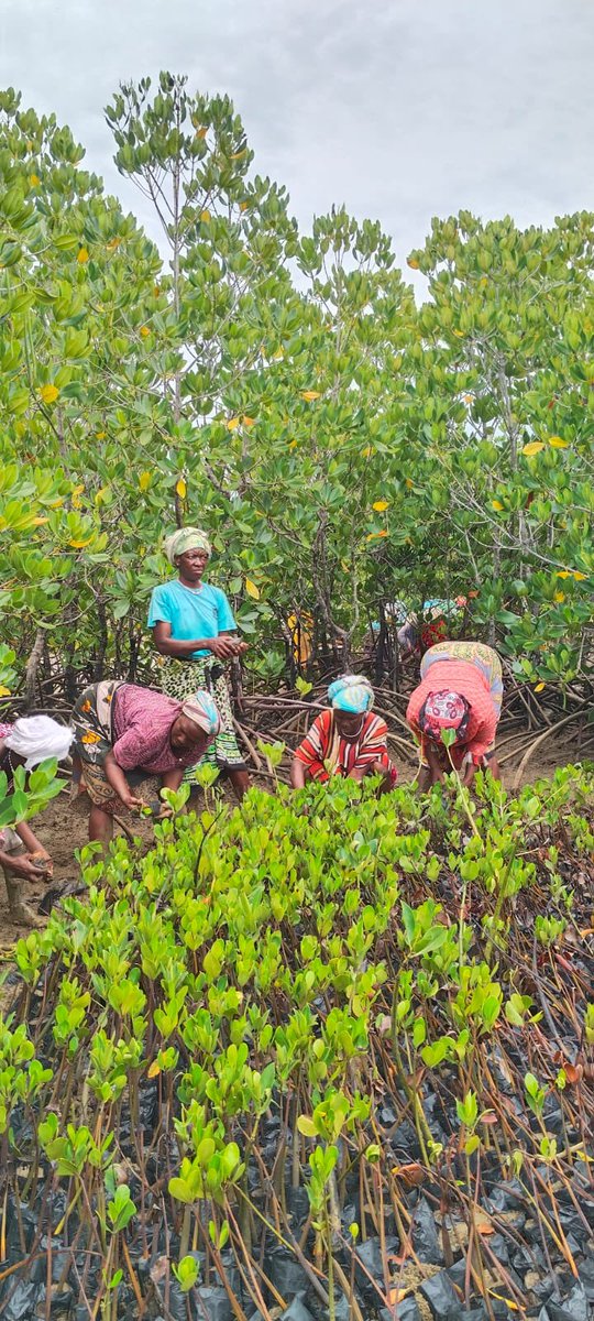 Kilifi Climate Change And Governance Platform tweet media