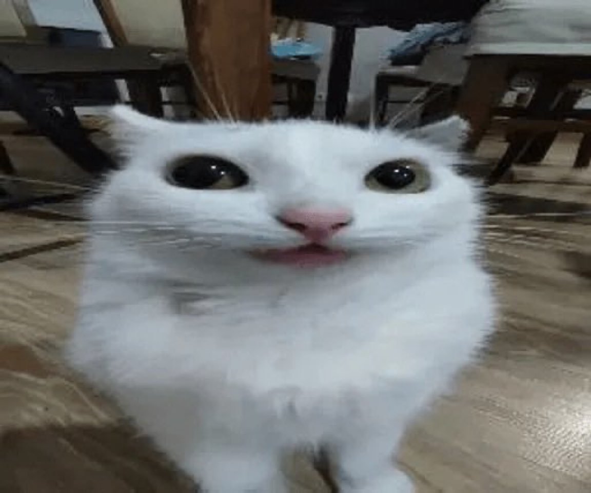 cats with powerful aura tweet media