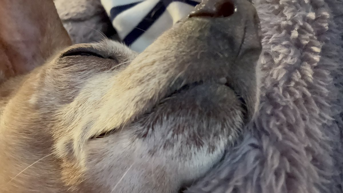 RUMKA （ルンカ）／光るリード／反射材／犬／公式／犬用品 tweet media