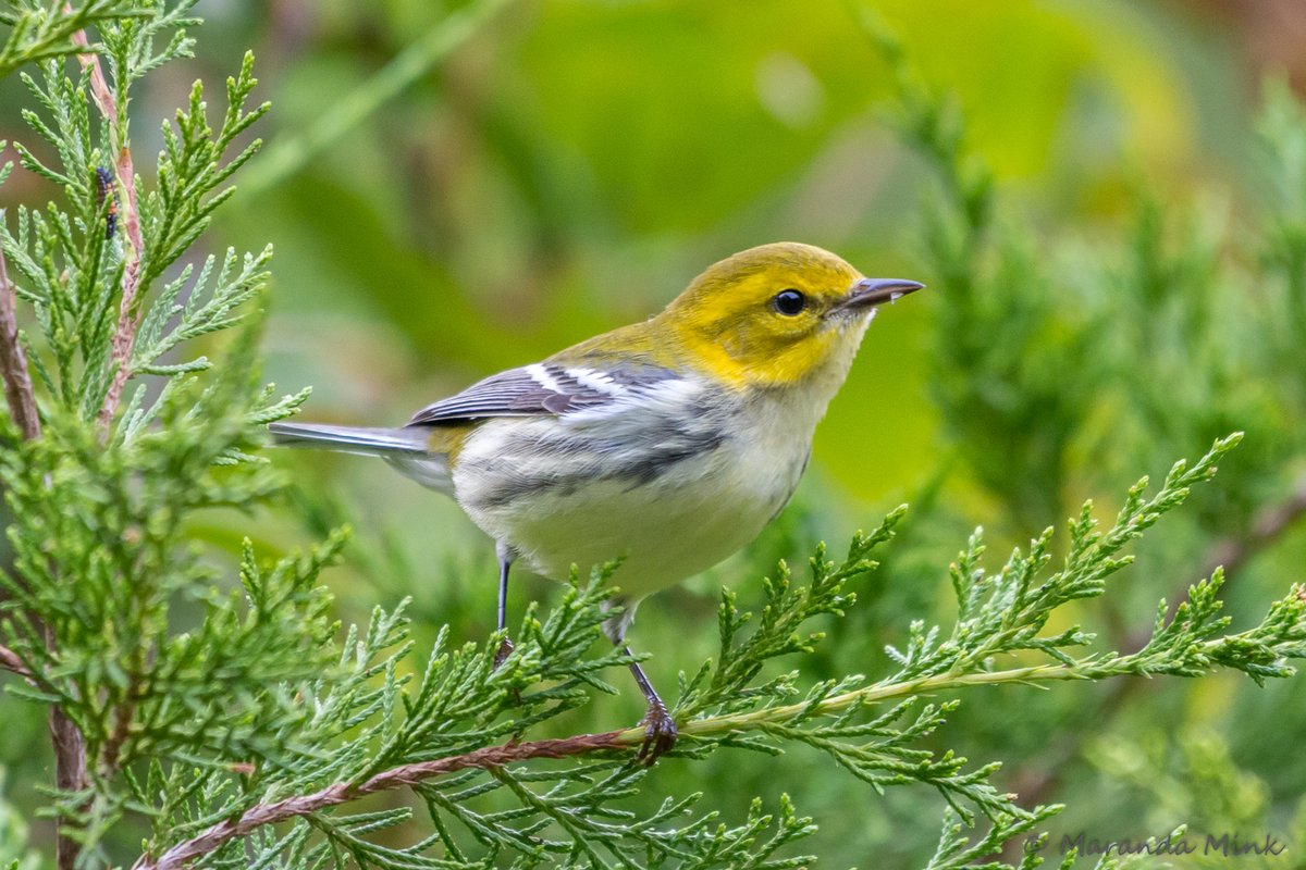 Marandamink's tweet image. The Black Throated Green Warbler. One of the first of the Spring arrivals in our region here in the Southern United States. #migration