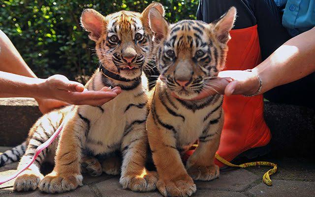 Indonesian Pop Base tweet media