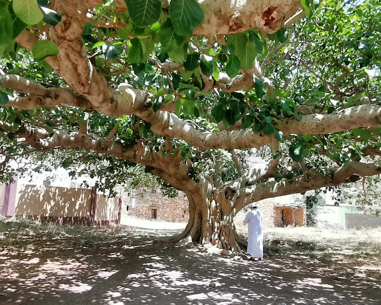 عبيد العوني tweet media