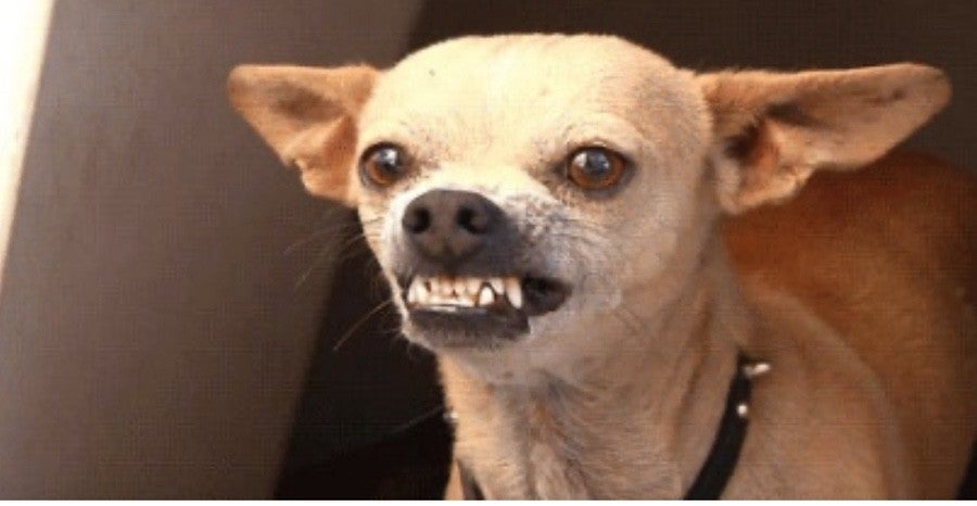 뺍새🥩 tweet media