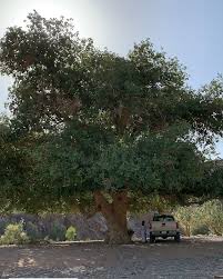 عبيد العوني tweet media