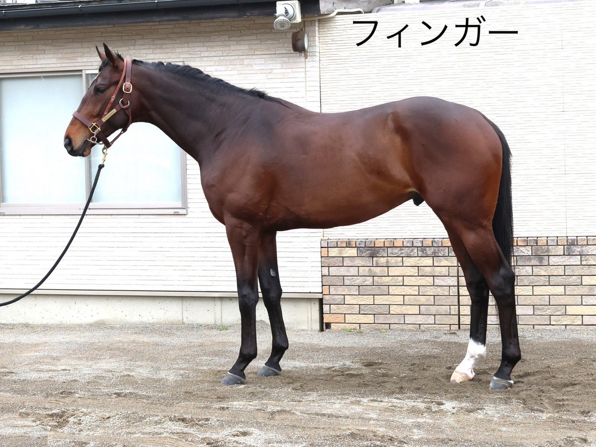 田中博康厩舎【公式】 tweet media