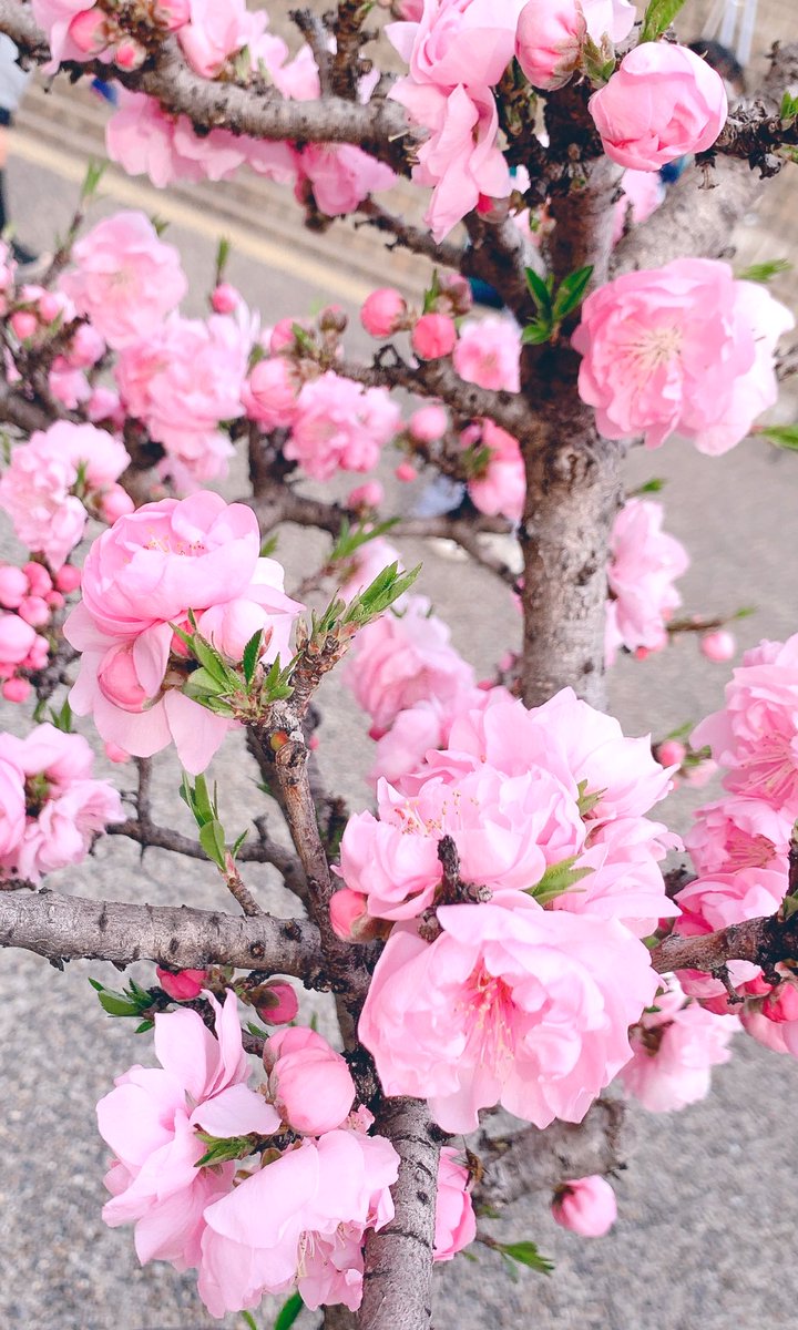 かまくらあや(三文姉妹)4/10-14卍珠沙華2026 tweet media