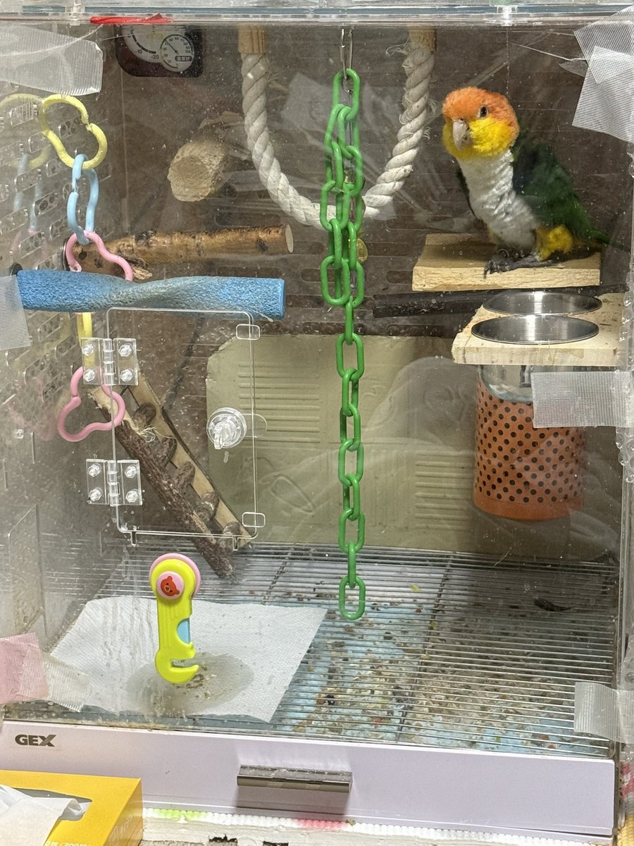 まる茶♪ tweet media