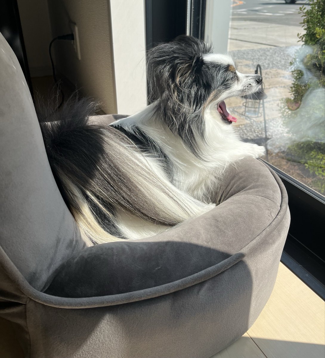 玉座にてお外を警戒中
そして眠くなる………