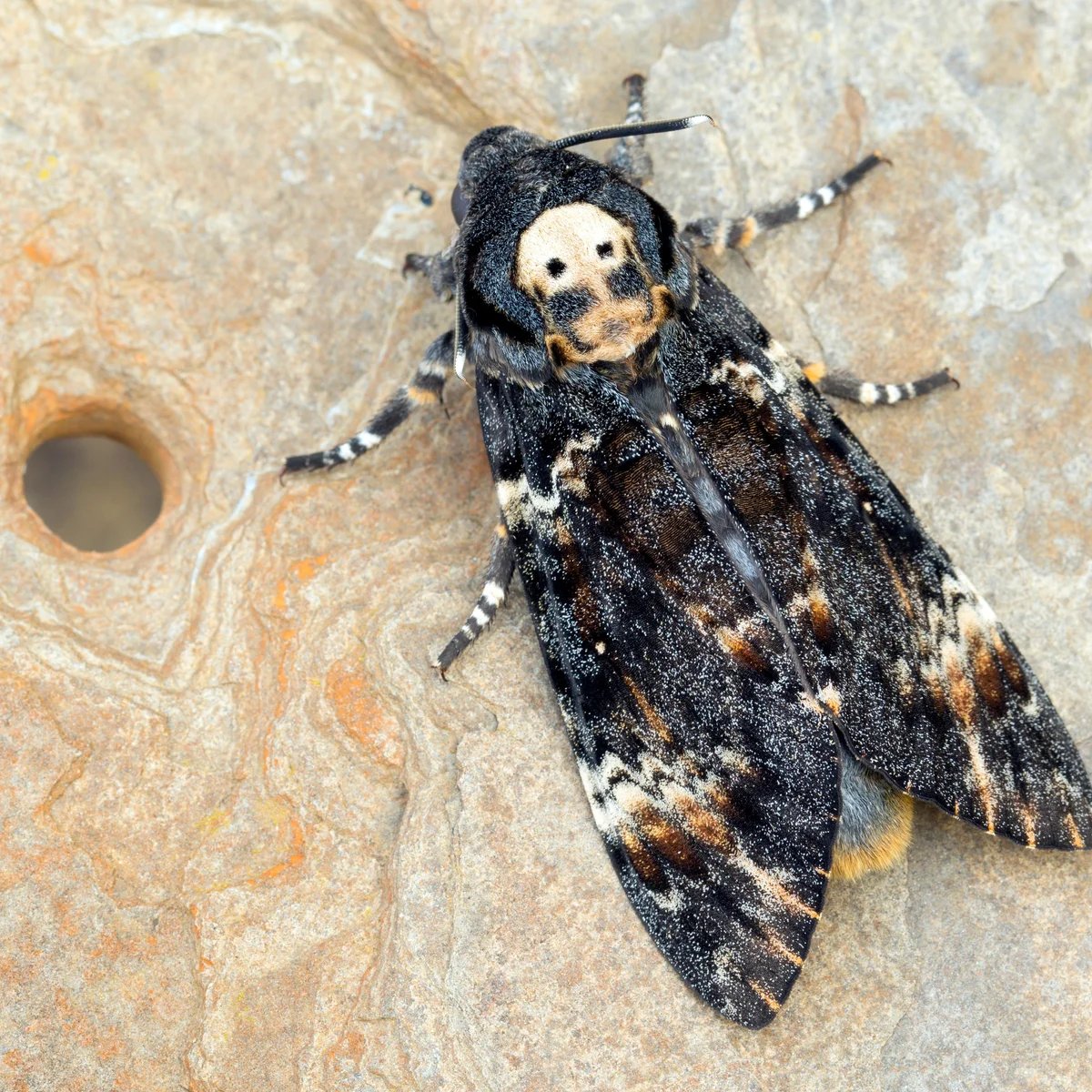 gregor’s left pauldron 💜 tweet media