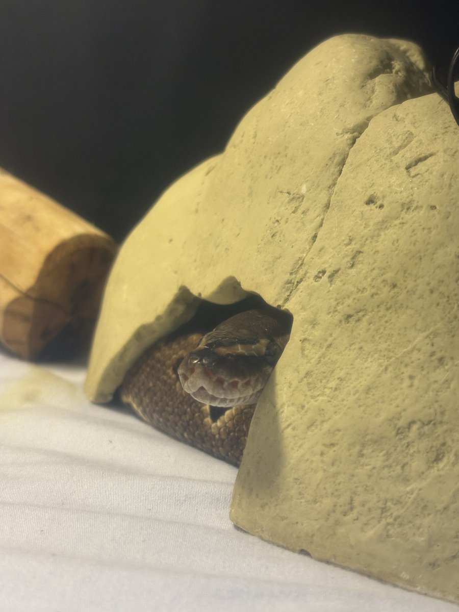 Calgary Humane Society tweet media