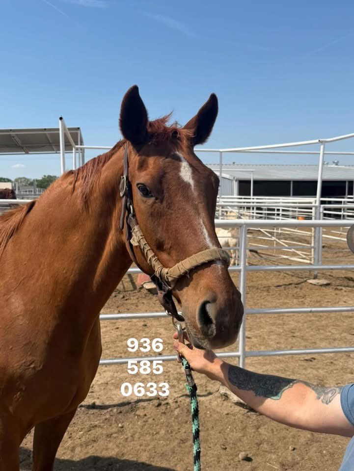 Margaret Ransom tweet media