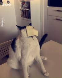 ❄🎃CommanderEclipse🎃❄ tweet media