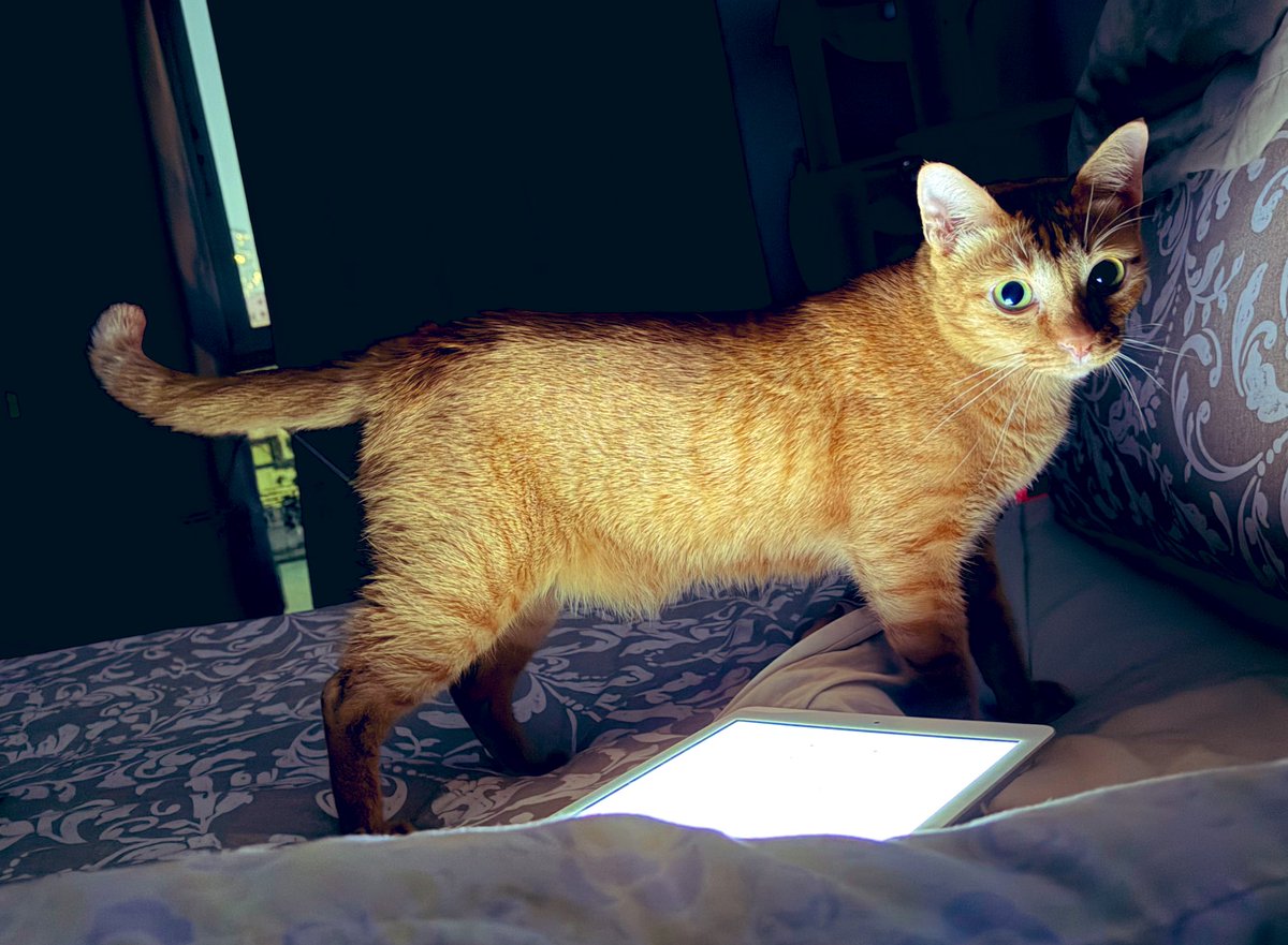 マルチリンガ一ルタイ語修行中🇹🇭 tweet media