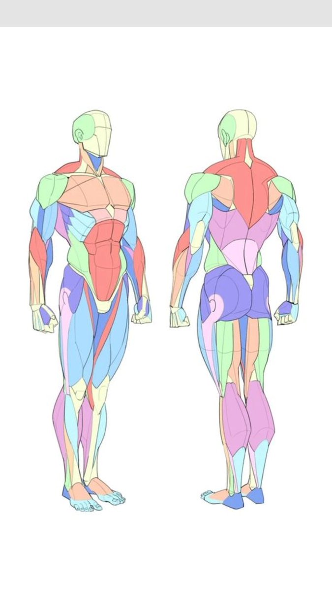 Full body anatomy reference