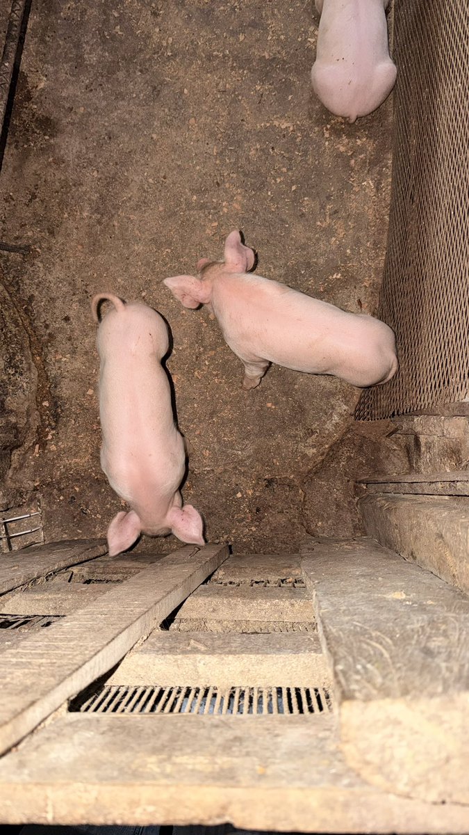 ms.rizos ➿ tweet media