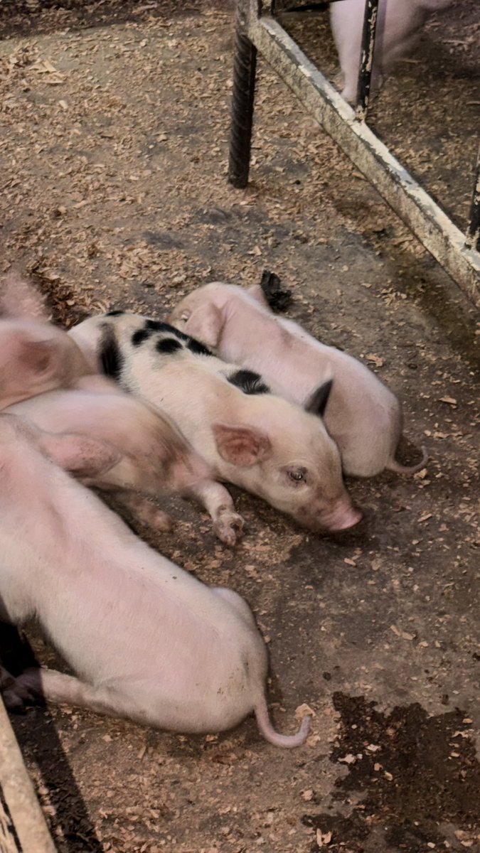 ms.rizos ➿ tweet media