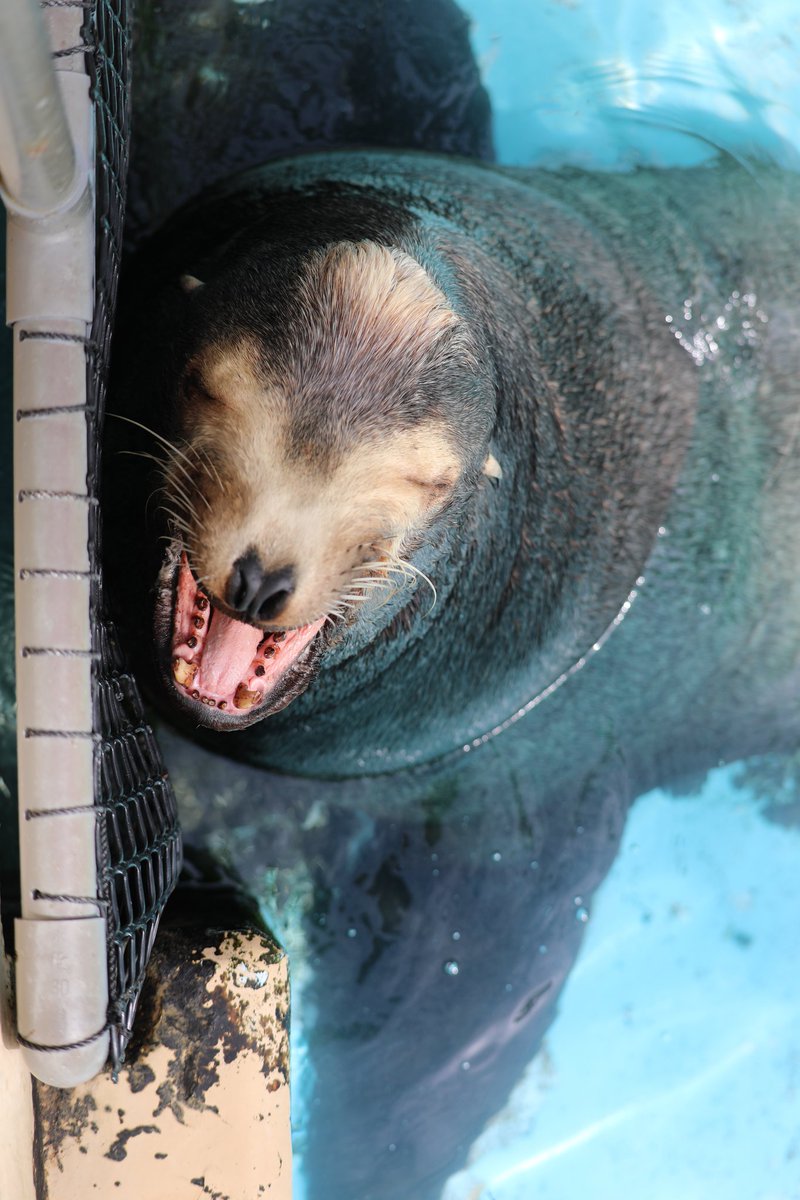 桂浜水族館 公式 tweet media