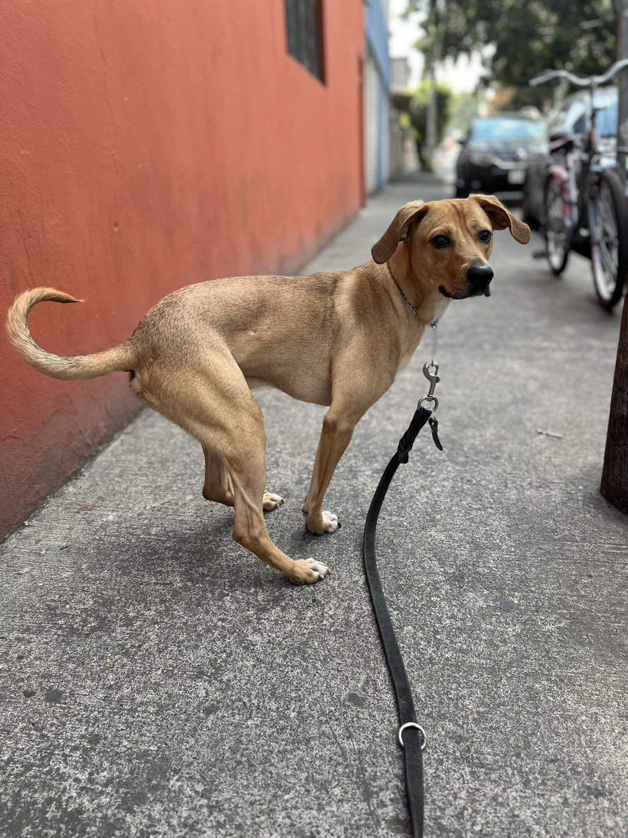 𝙷𝚎𝚕𝚊 𝙼𝚘𝚛𝚎 🐶 tweet media