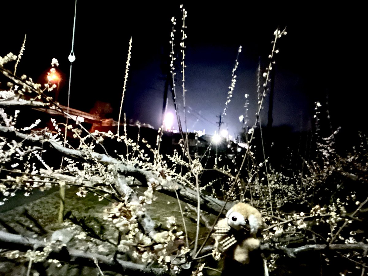 ちゃあみぃ&マスコッツ tweet media