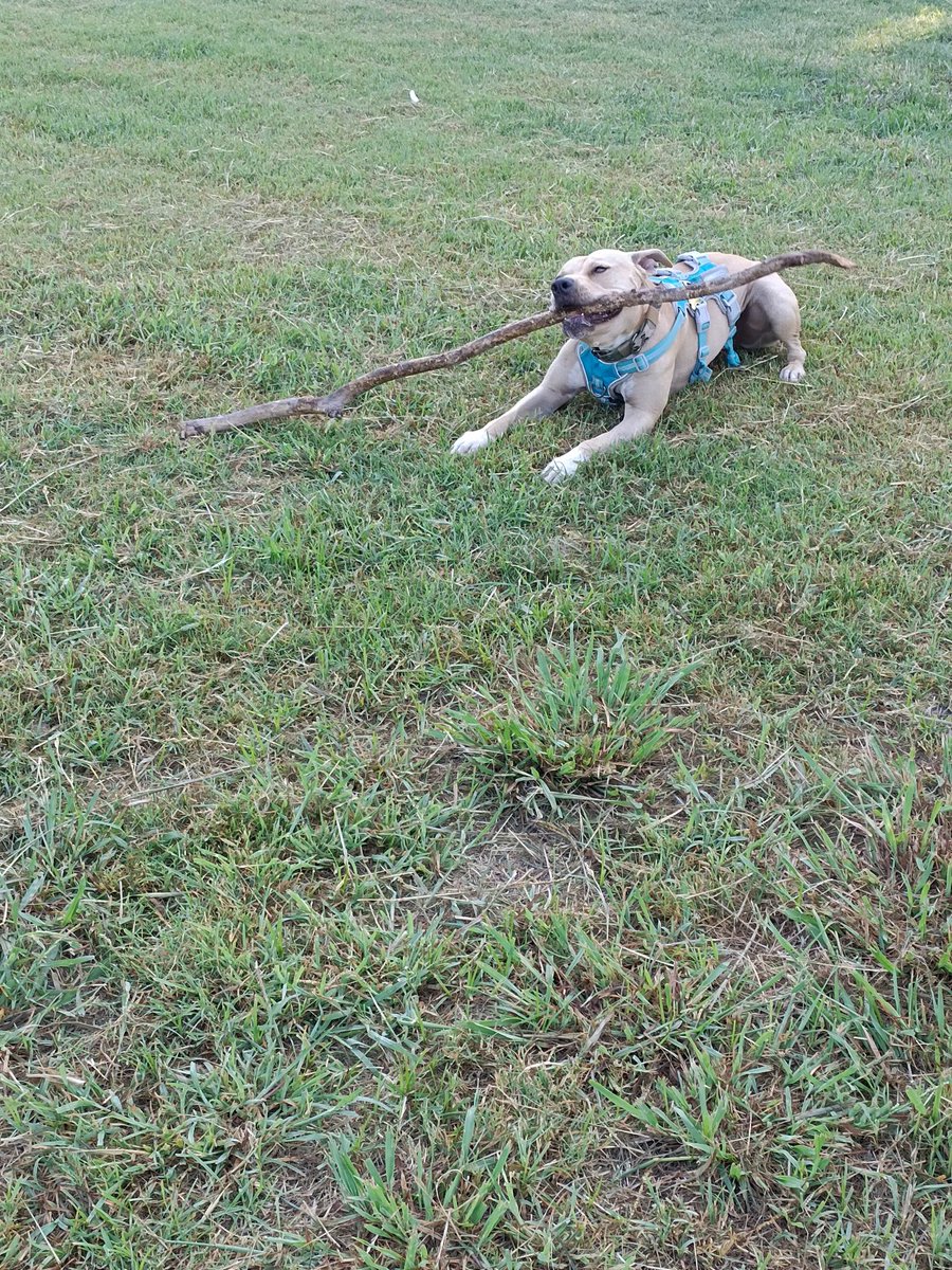 La ardilla acuática tweet media