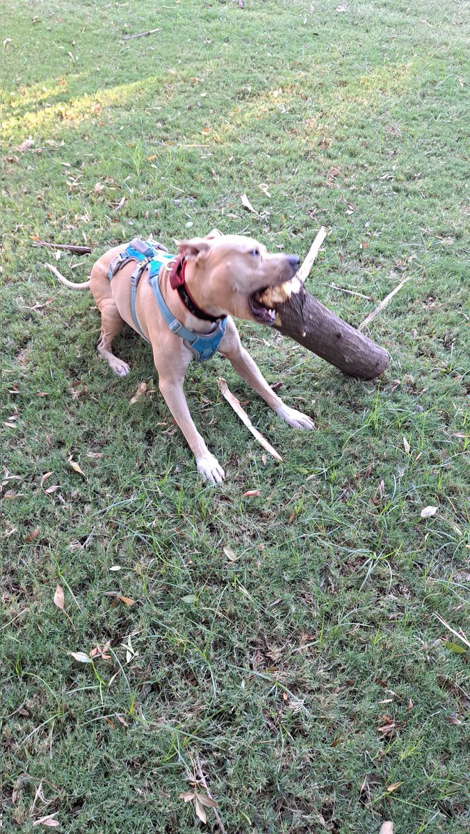 La ardilla acuática tweet media