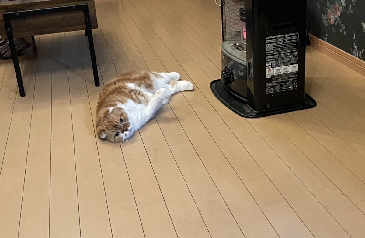 ぽんた師匠 tweet media