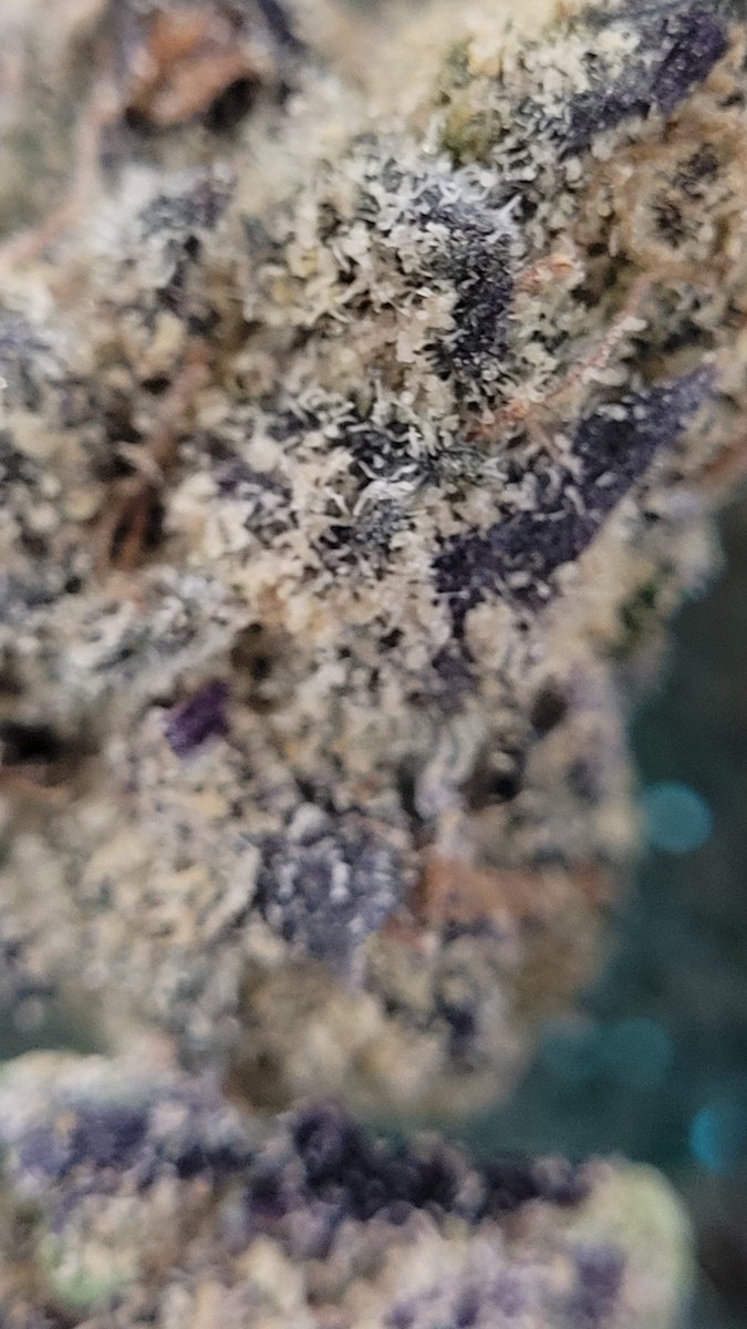 Sarkazz Here tweet media