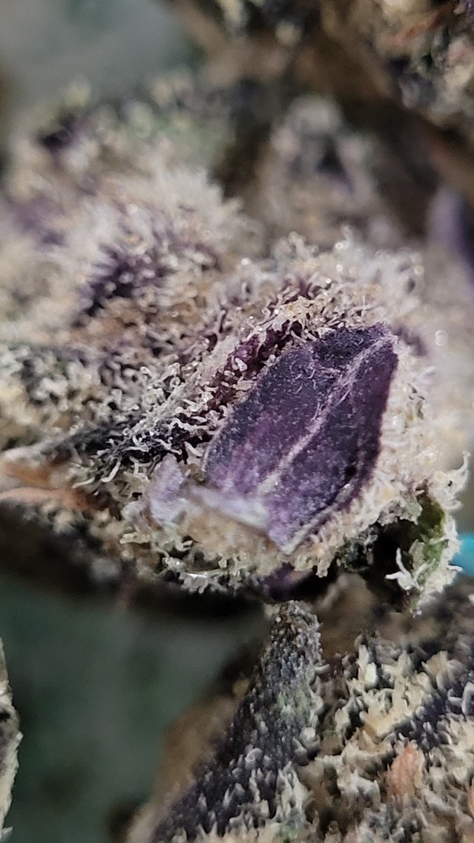 Sarkazz Here tweet media