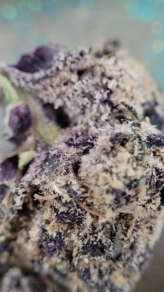 Sarkazz Here tweet media