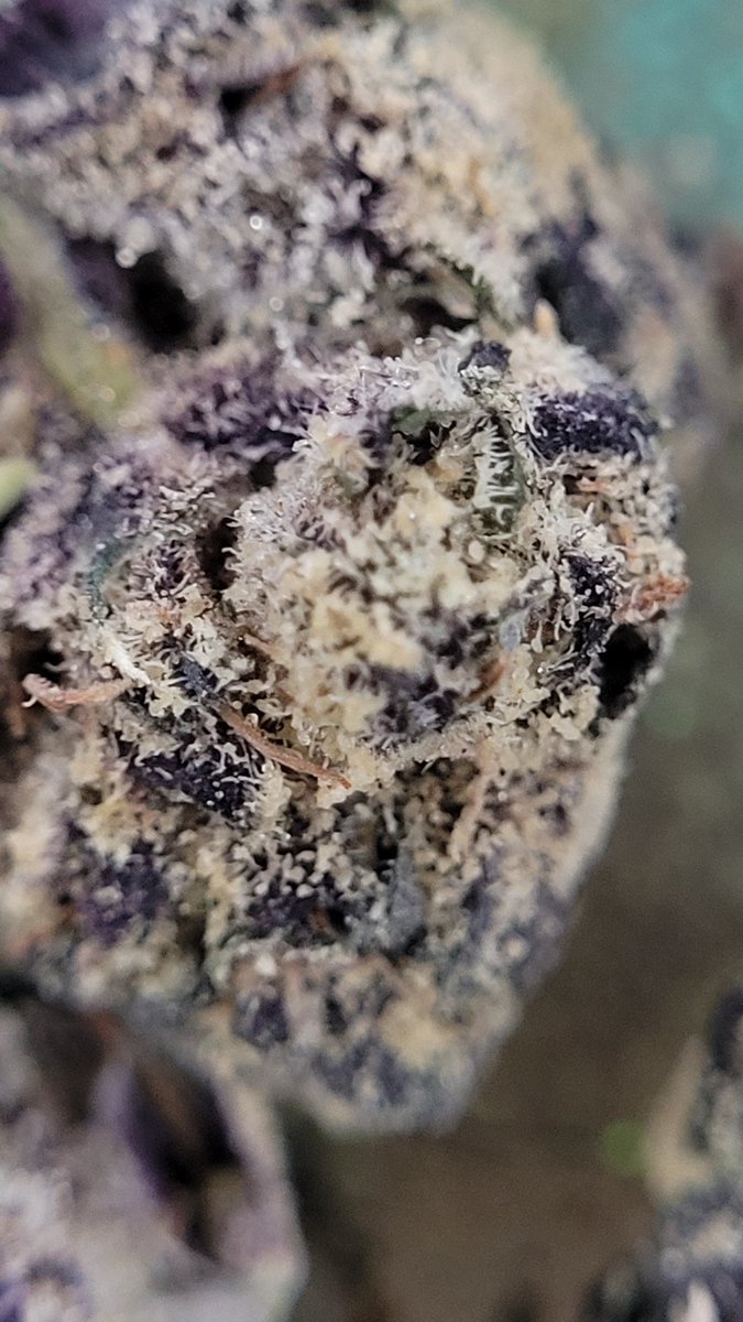 Sarkazz Here tweet media