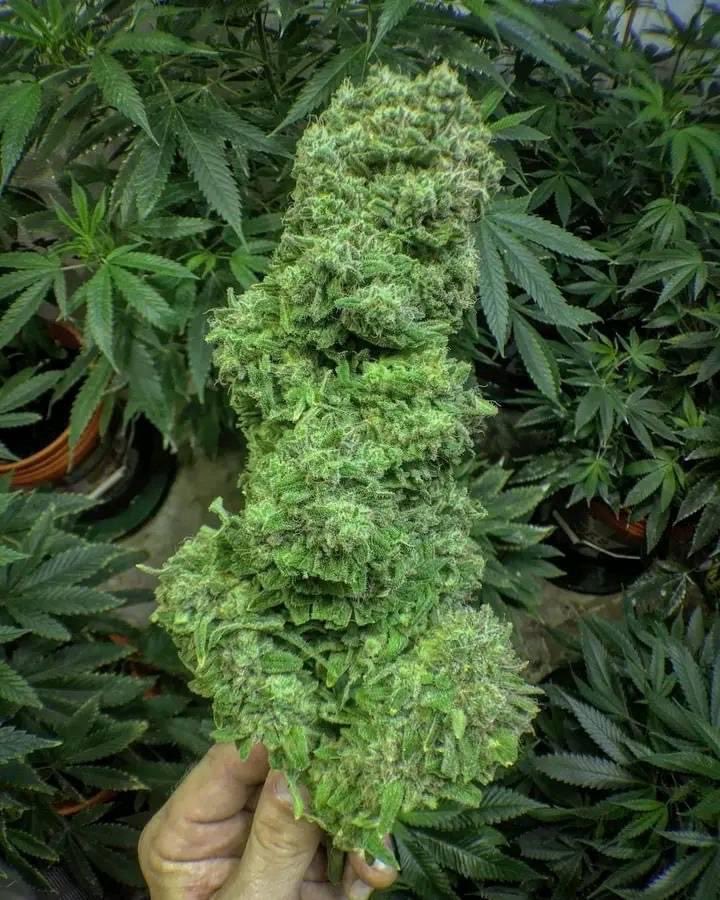 Fernand49034227's tweet image. Weed 
#naturalcanna #ganja #indica