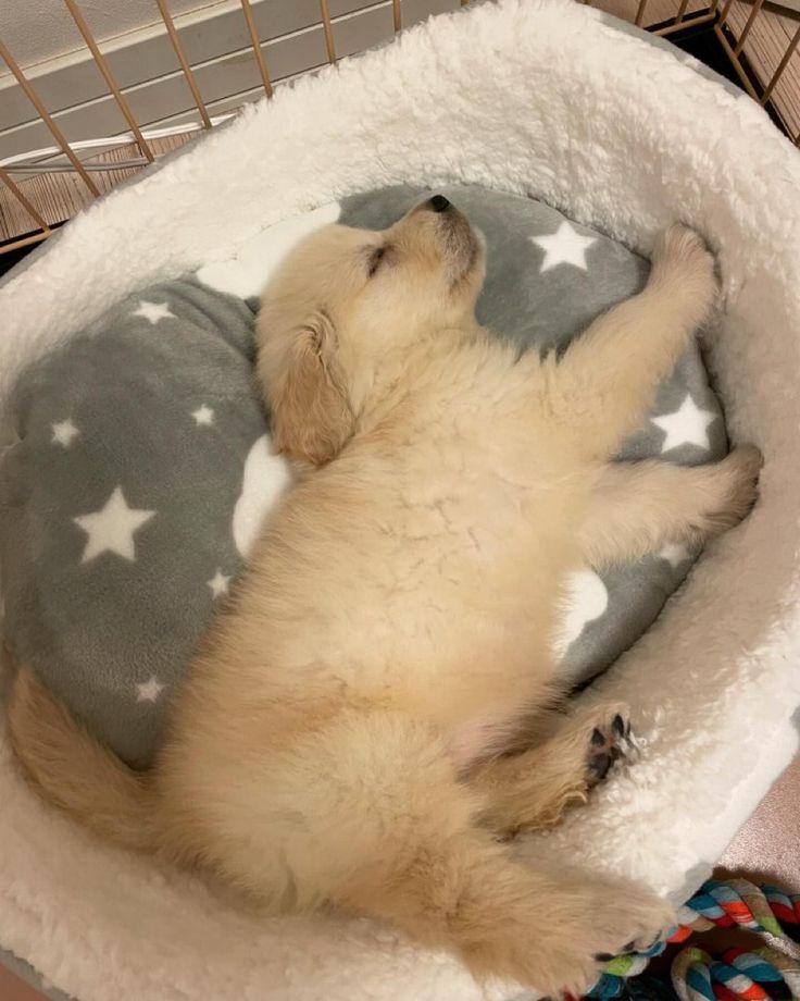 Dogs all the way tweet media