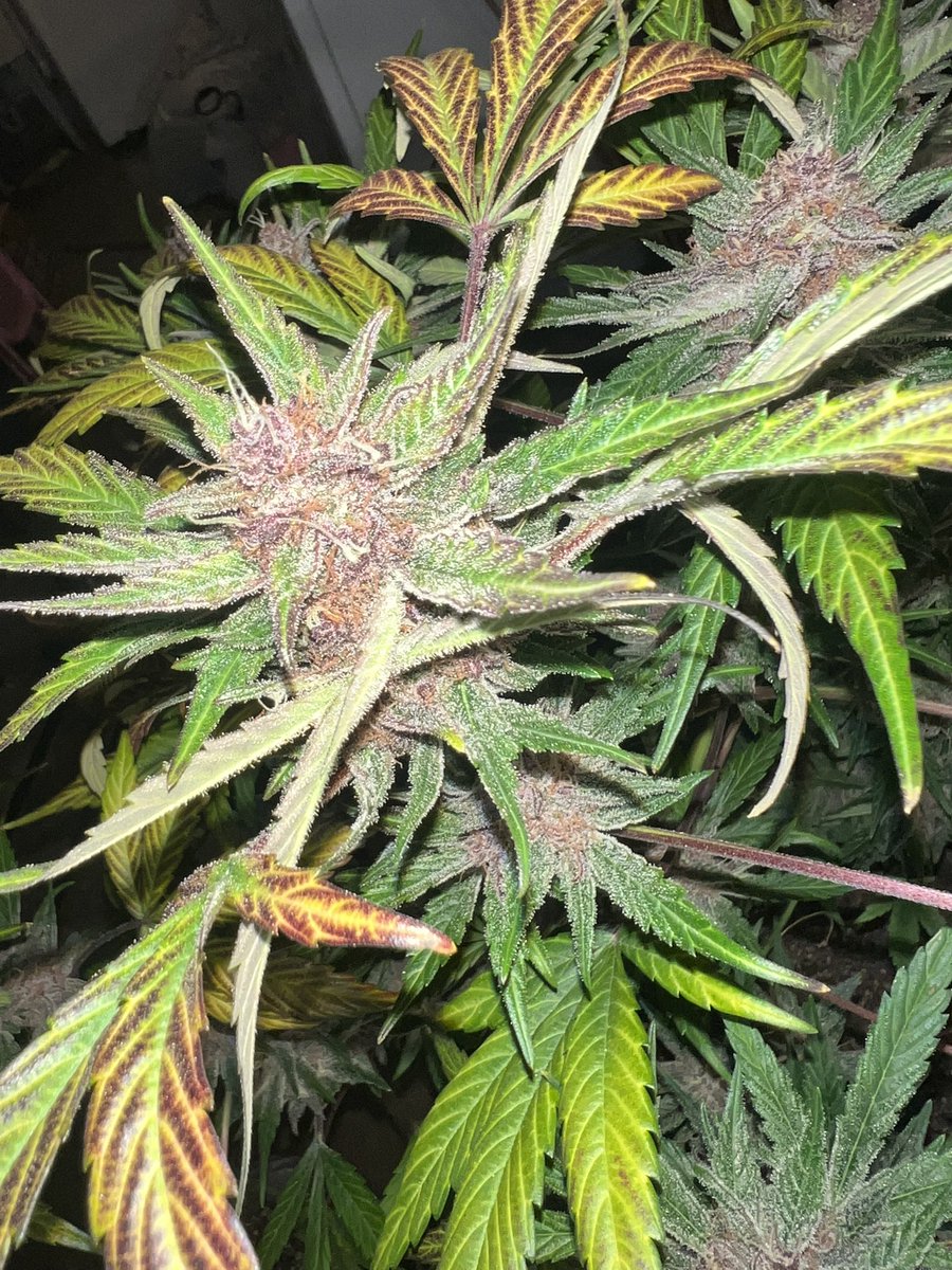 Average Tyrone tweet media