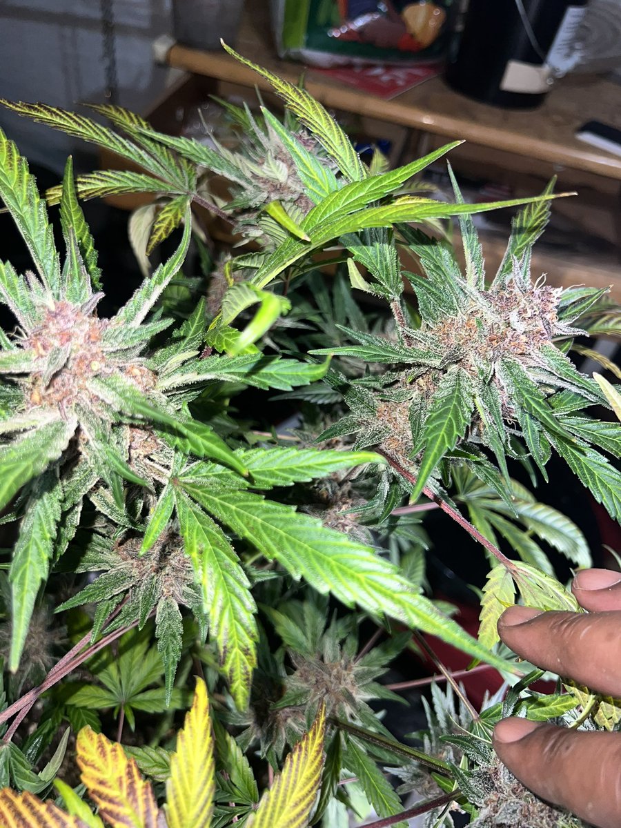 Average Tyrone tweet media