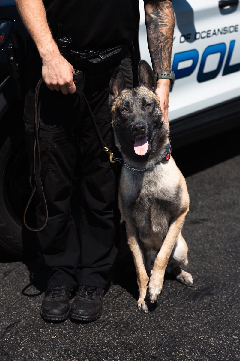 OceansidePD's tweet photo. Join us in congratulating Officer Smith &amp; K9 Oki on completing their POST K9 Academy! 🐕💙

This team is ready to hit the streets. K9 Oki, a 2-year-old Belgian Malinois, will be working alongside Officer Smith to help keep our community safe.

#OceansidePD #K9 #OPD https://t.co/xeXVPllyD6